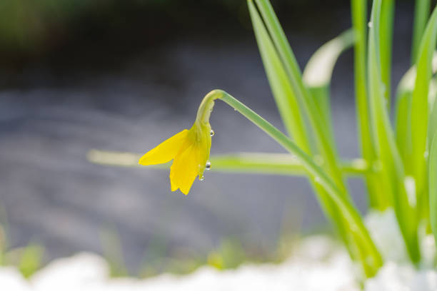 blooming yellow narcissus flowers covered with a fresh layer of snow