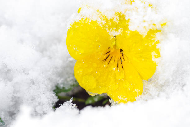 gelbe Stiefmütterchen im Schnee – Foto