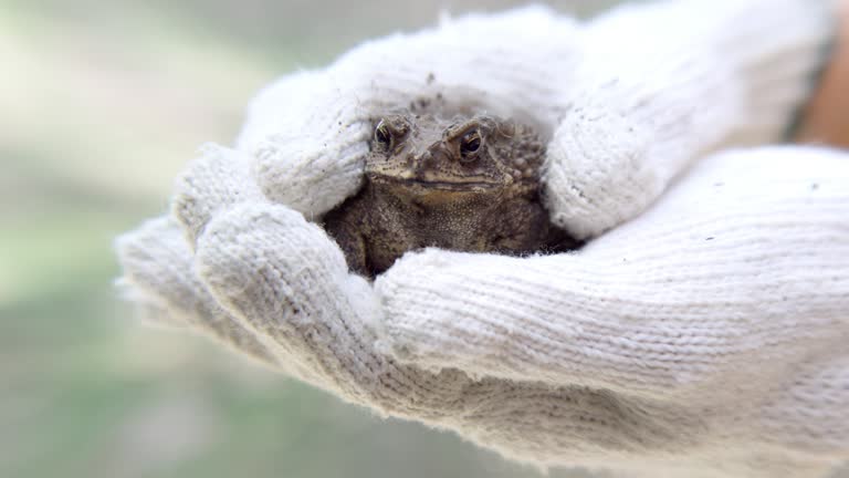 Human hands hold a toad with white cotton garden gloves to protect irritation from toxic secretion from poison gland on its bumpy skin.