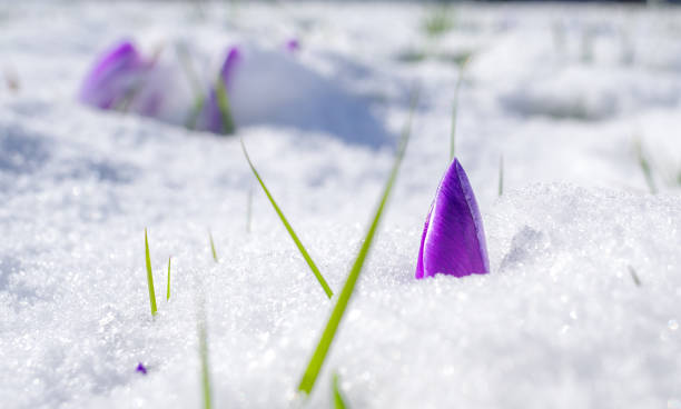 istock crocusses in snow 1473872658