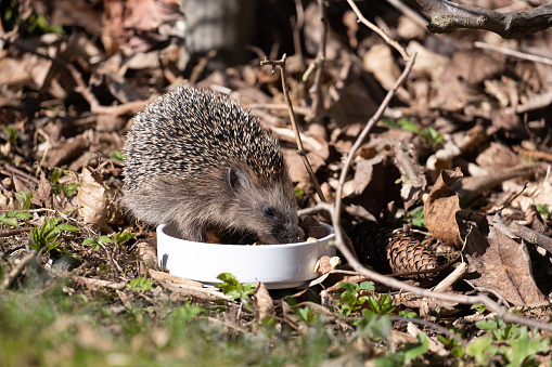 Little cute hedgehog eating cat food out of a white bowl in the garden