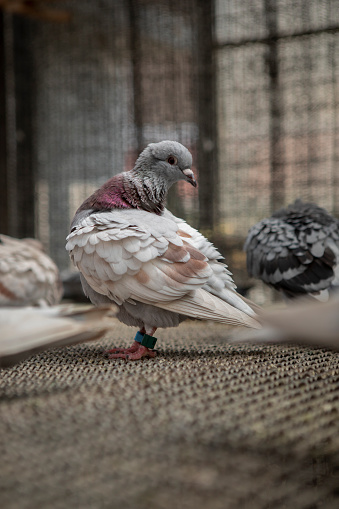 mealy color of homing pigeon preening feather in home loft , pigeon racing is one of most popular sport activity in belgium and natherland