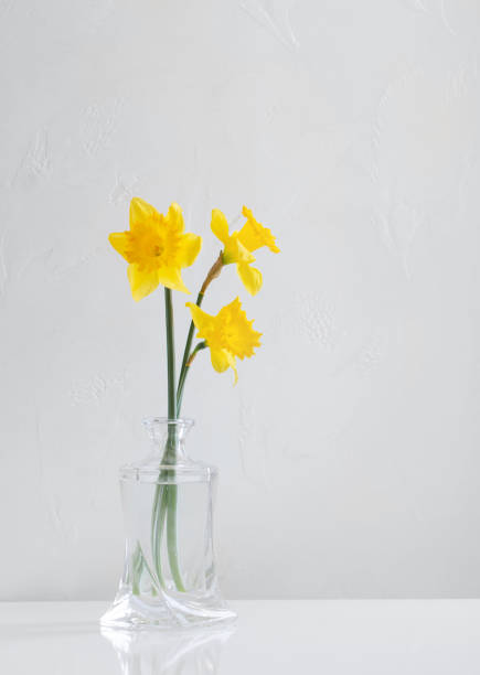 istock yellow spring daffodils in glass vase on white background 1473876797