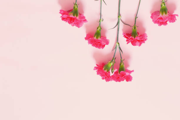 istock pink carnation flowers on pink background 1473876819