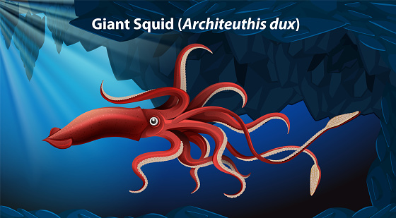 Giant Squid (Architeuthis dux) Vector illustration