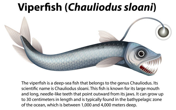 Viperfish (Chauliodus sloani) with Informative Text Viperfish (Chauliodus sloani) with Informative Text illustration viperfish stock illustrations