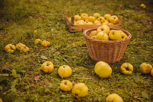 Copy space shot of abundance of quinces in a wooden basket and a crate on the orchard ground.