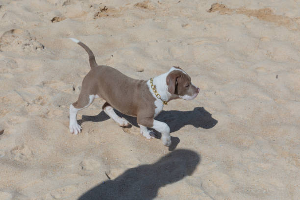A little dog is running along Phuket beach.