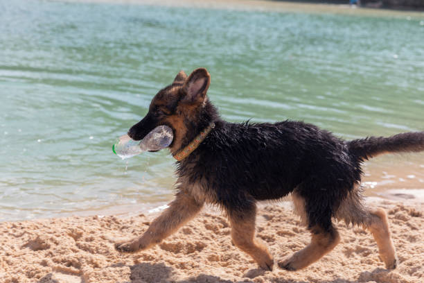 German Shepherd, Male catching frisbee, beach in Normandy