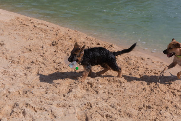 German Shepherd playing with ball on beach and in sea