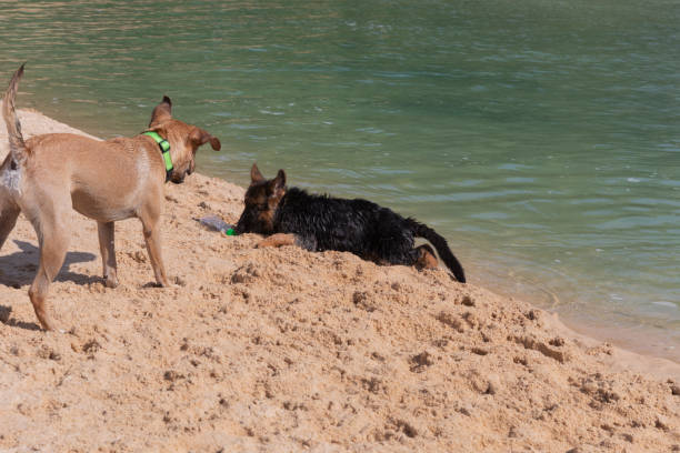 istock Two beautiful dogs are playing by the water 1473879623