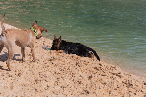 A funny German Shepherd puppy is playing with a cute dog on the sand. Happy puppies are frolicking on the beach