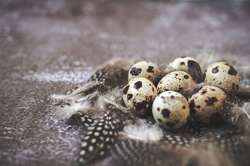 Quail Easter eggs in nest on grey vintage table with space for text