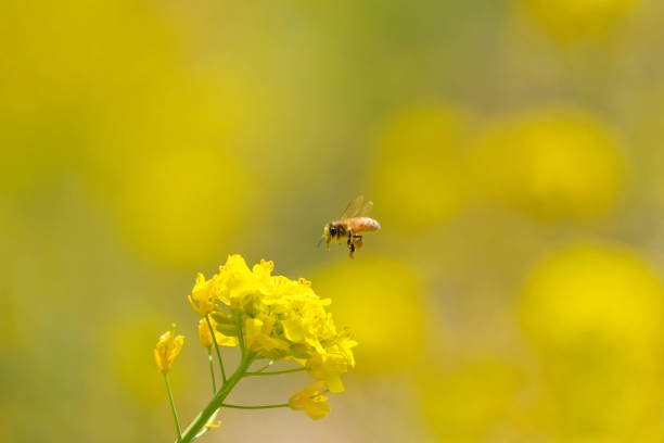 calm spring images