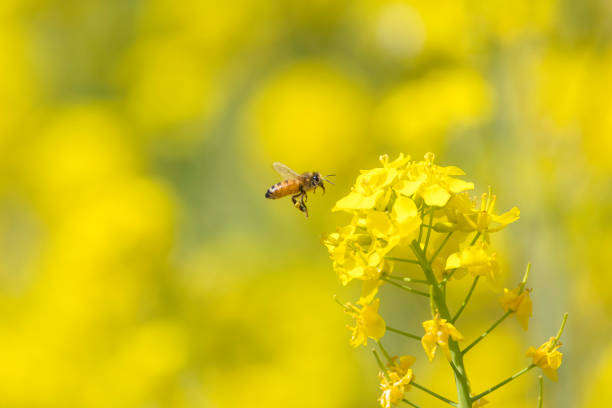 istock A bee collecting rape blossoms and honey 1473881009
