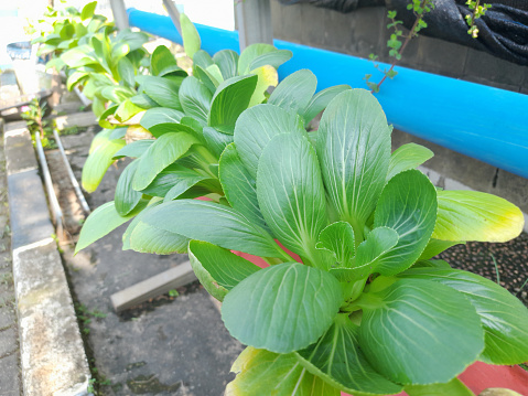 Pakcoy plants grown using a hydroponic system. good green color and ready to harvest