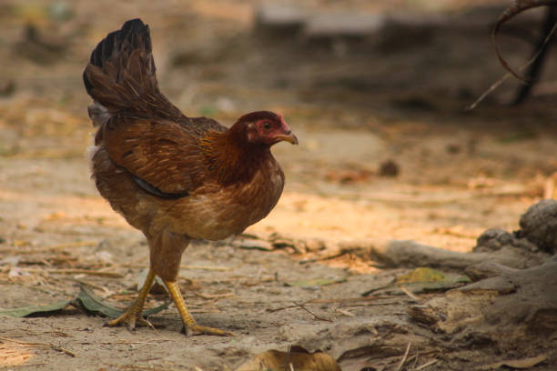 istock rooster in the farm. rooster. chicken 1473881897