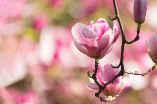 istock Beautiful magnolia tree blossoms in springtime. Jentle magnolia flower against sunset light. 1473883066