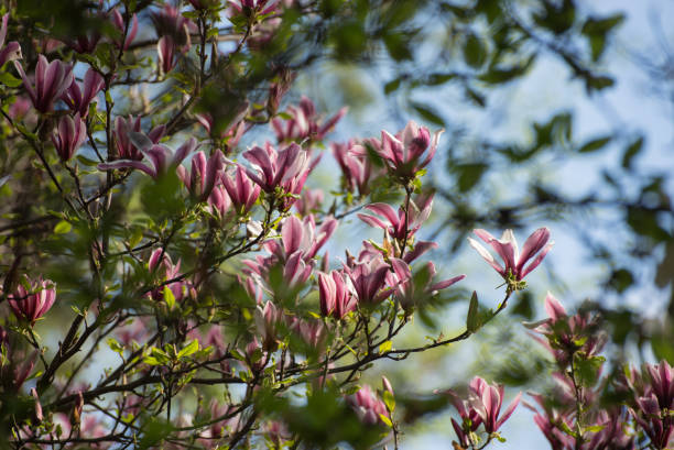istock Beautiful magnolia tree blossoms in springtime. Jentle magnolia flower against sunset light. 1473883087