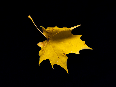 yellow maple leaf on the black background, macro studio photography