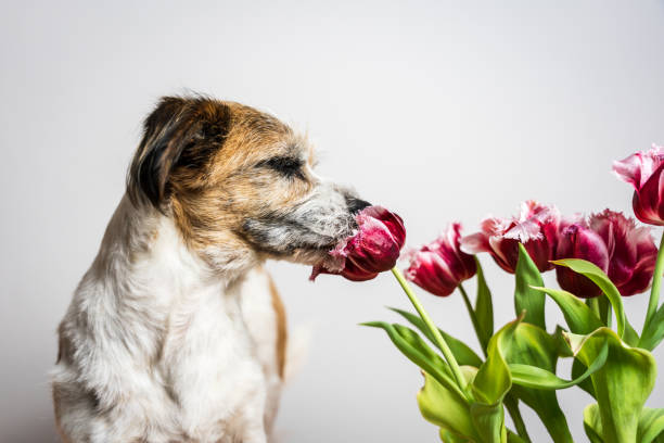 pet, animal, humor, flower, wall, white, studio shot, sitting, spring.