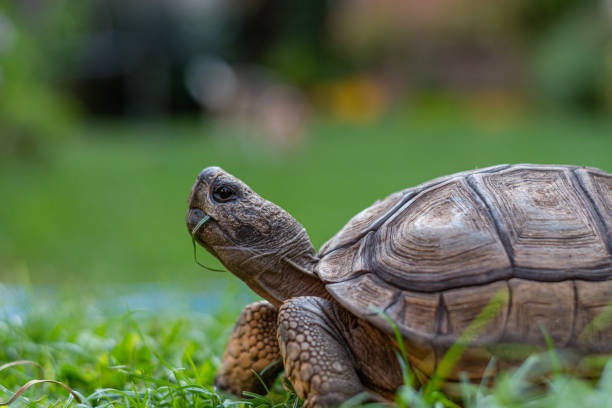 istock Selective focus on a domestic tortoise eating grass. 1473885064