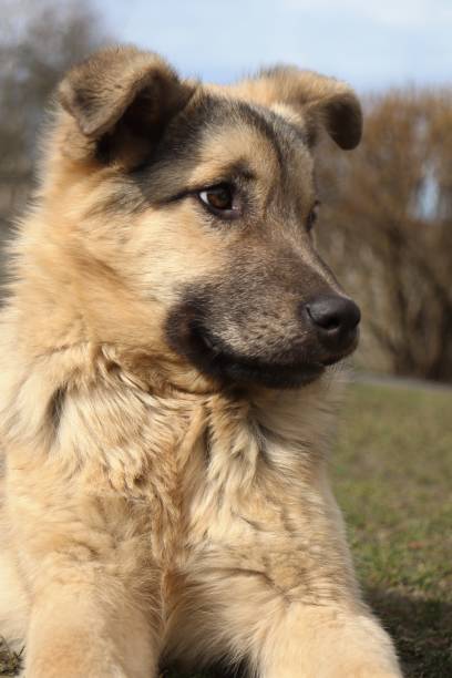 istock German shepherd dog portrait 1473885162