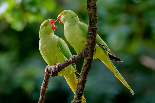 Two ring-necked parakeets showing affection at Kensington  Park, London, UK