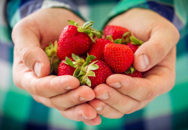 istock Fresh strawberries in male hands 1473886195