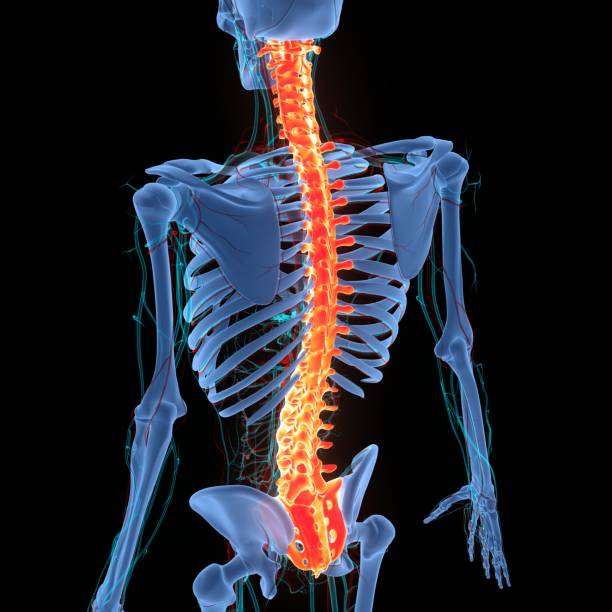 istock Spinal Cord Vertebral Column of Human Skeleton System Anatomy 1473886543