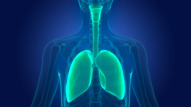 istock Human Respiratory System Lungs Anatomy 1473887252
