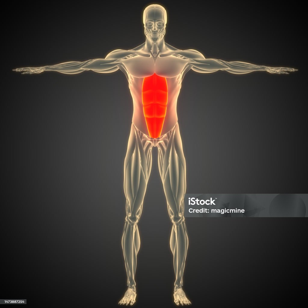 Menschliche Muskulatur Rumpfmuskeln Rectus Abdominis Muskelanatomie