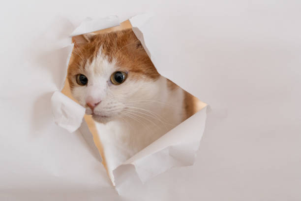 istock A cat sticking its face out of torn paper 1473887360