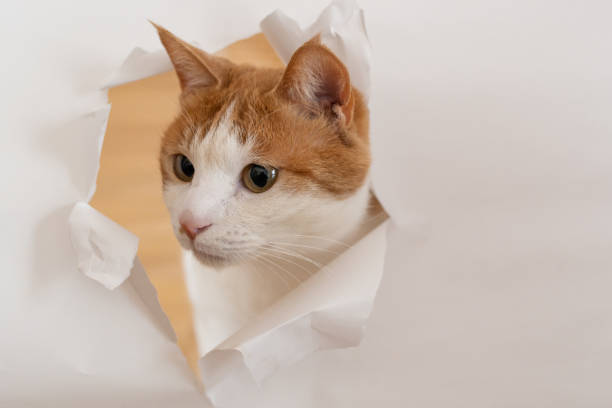 istock A cat sticking its face out of torn paper 1473887384