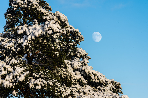 The moon behind a snow clad tree in winter.