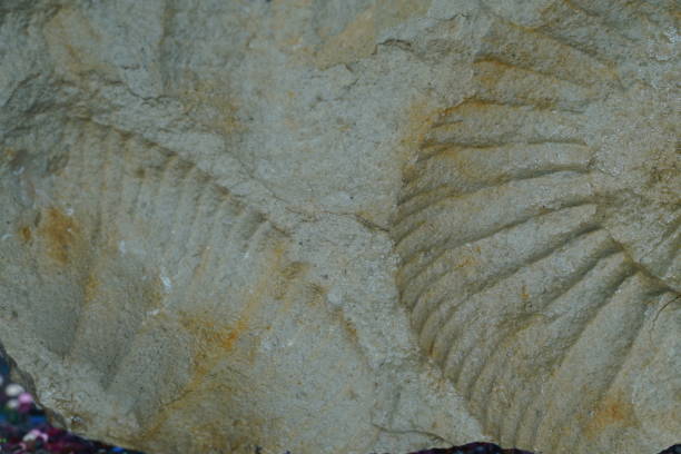istock Ammonite fossil on a dark background 1473889238