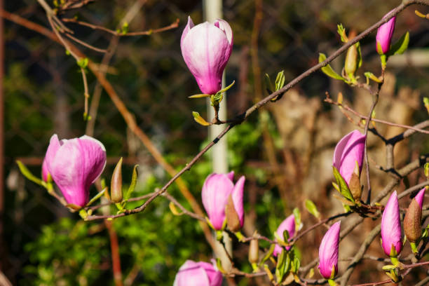 istock purple magnolia twig in full blossom 1473890013