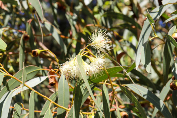 istock white eucalyptus tree flowers in bushland 1473890027