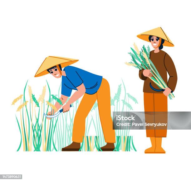 Blue Rice Farm Drawing Harvesting Rice Vector Stock Illustration - Download Image Now ...