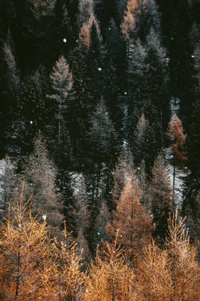 schnee in einem schönen bunten wald - rawpixel stock-fotos und bilder