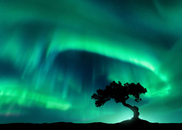 istock Northern lights over the alone tree at night. Aurora borealis 1473892362
