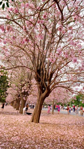 istock Full blossom of  pink trumpet tree 1473892973
