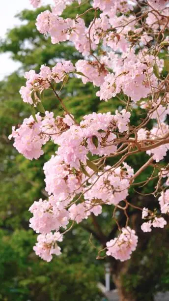 Full blossom of  pink trumpet tree or Tabebuia rosea in spring season, Soft focus amazing floral tabebuia pink tree flower.