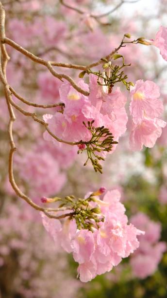 istock Full blossom of  pink trumpet tree 1473893012