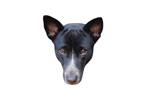 Black dog head on a white background