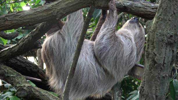 istock Two-toed Sloth animal climbing upside down on hanging tree branch (Choloepus didactylus) 1473895752