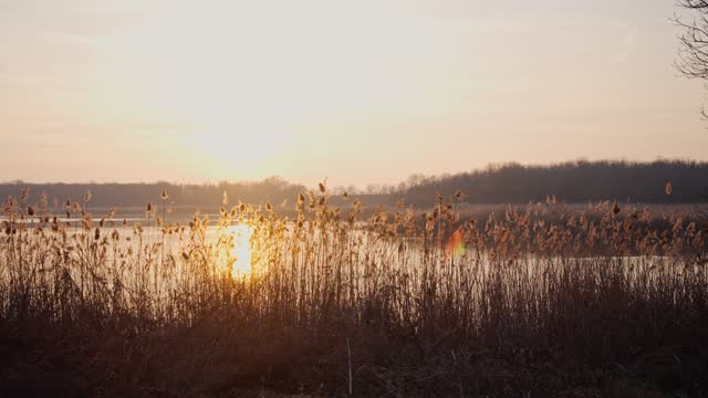 Beautiful sunset on a lake shot through tall reeds
