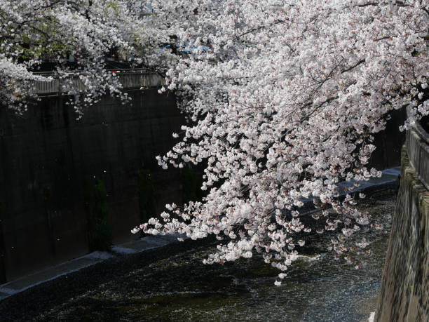 el paisaje primaveral de flores de cerezo que florecen junto al río shakujii en el distrito itabashi de tokio. - barrio de itabashi fotografías e imágenes de stock