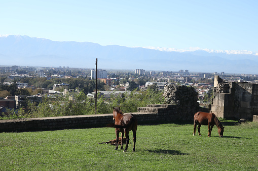Horse relaxing on the hill with old ruined and city background in Kutaisi, Georgia