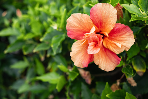 salmon-colored hibiscus flower on its bush. Tenerife, Canary Islands, Spain